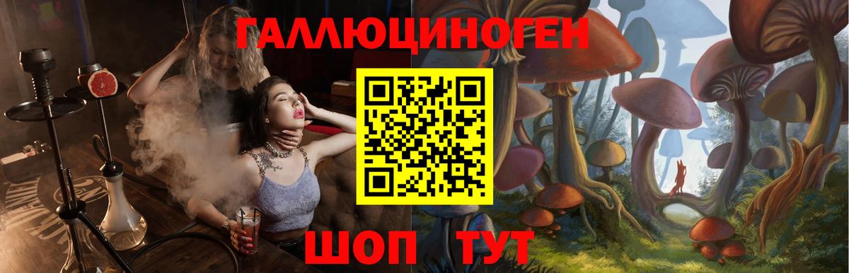 Псилоцибиновые грибы Psilocybine cubensis Нальчик
